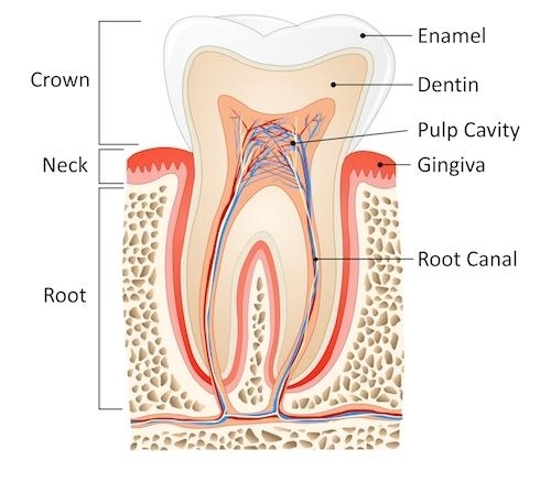 root canal treatment in Andheri West